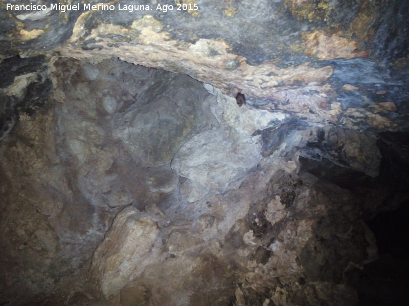 Cueva de la Encantada - Cueva de la Encantada. Murcilagos en la cueva