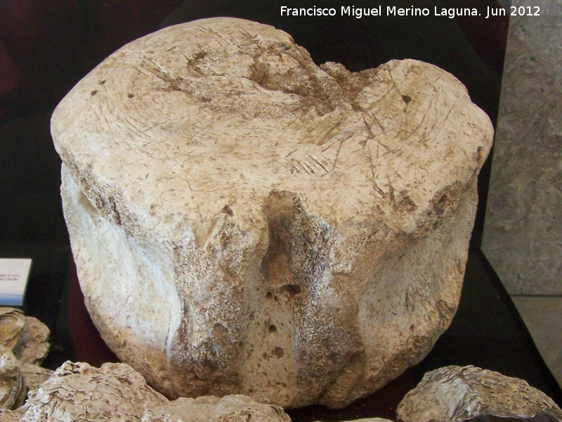 Rocual - Rocual. Vrtebra de rocual encontrada en el yacimiento de Baelo Claudia y utilizada como mesa de despiece de pescado
