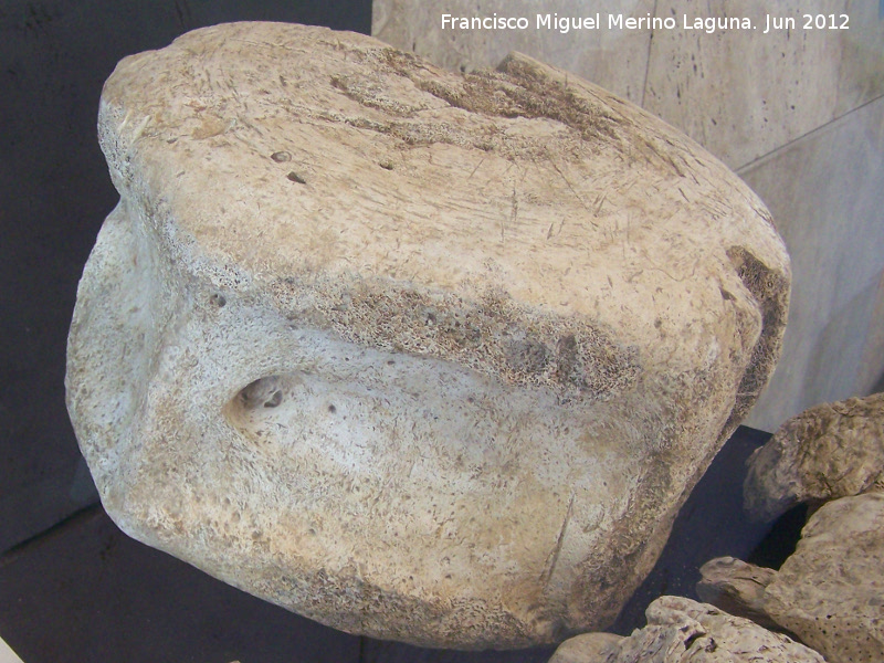 Rocual - Rocual. Vrtebra encontrada en el yacimiento de Baelo Claudia y utilizada como mesa de despiece de pescado