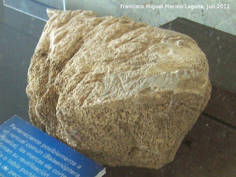Rocual - Rocual. Fragmento de vrtebra de rocual utilizada como mesa de despiece de pescado. poca tardorromana finales del siglo V - principios del siglo VI d.C. C/San Nicolas 3-5 Algeciras