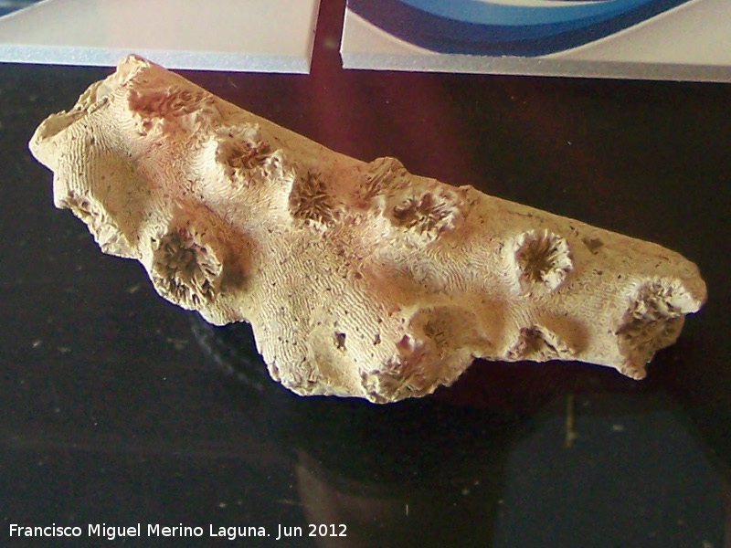 Coral Naranja - Coral Naranja. Fragmento encontrado en C/ San Nicolas 3-5 Algeciras. poca tardorromana finales siglo V - principios siglo VI d.C.