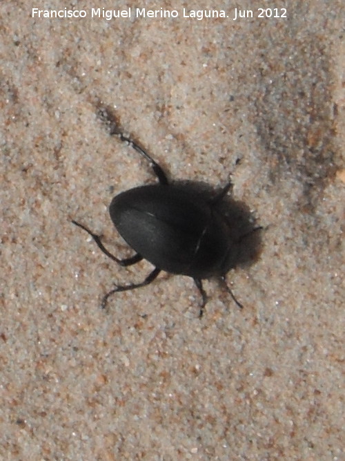 Escarabajo de playa - Escarabajo de playa. Duna de Bolonia - Tarifa