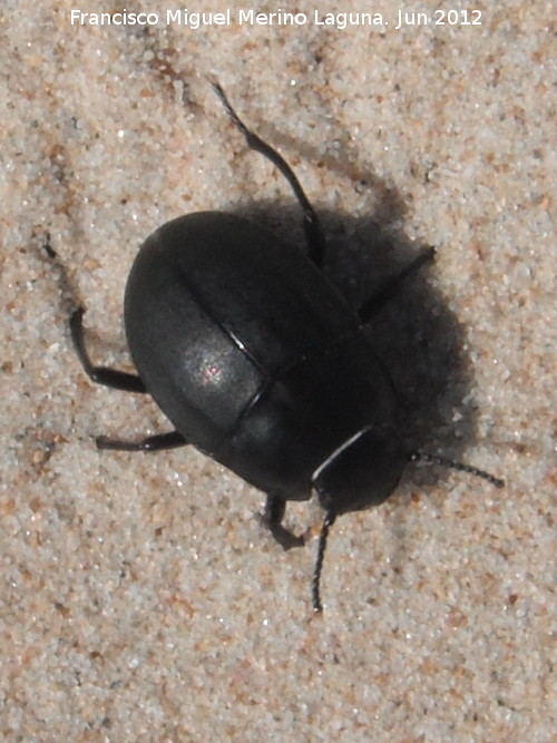 Escarabajo de playa - Escarabajo de playa. Duna de Bolonia - Tarifa