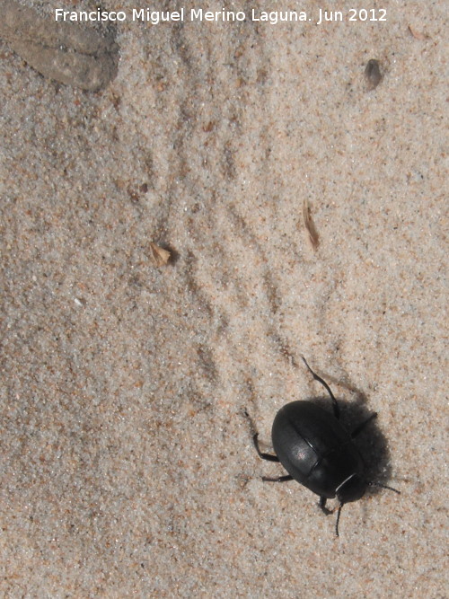 Escarabajo de playa - Escarabajo de playa. Rastro. Duna de Bolonia - Tarifa