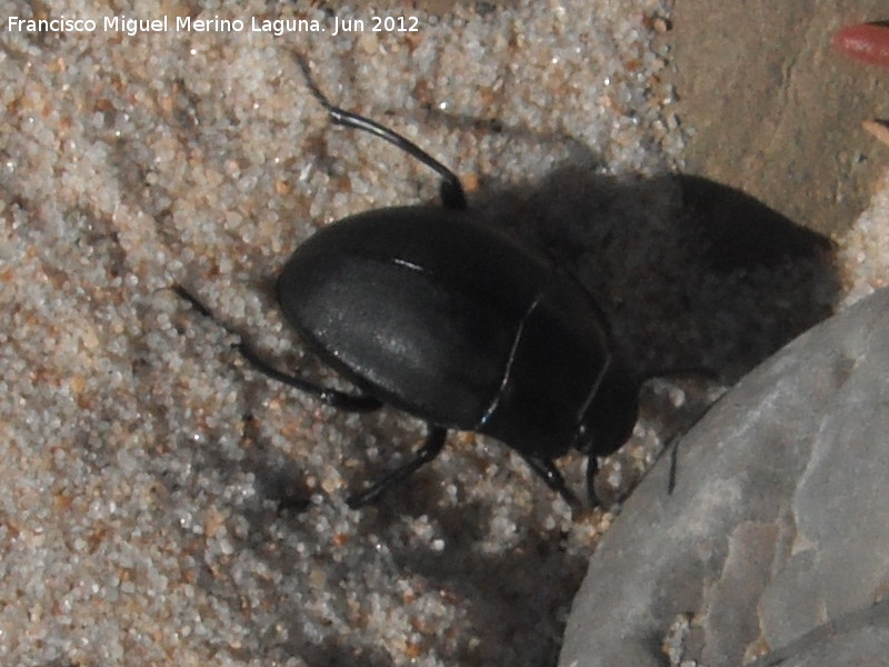Escarabajo de playa - Escarabajo de playa. Duna de Bolonia - Tarifa