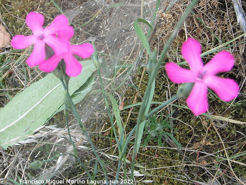 Clavel hispnico Fontqueri - Clavel hispnico Fontqueri. Cerro Miguelico - Torredelcampo