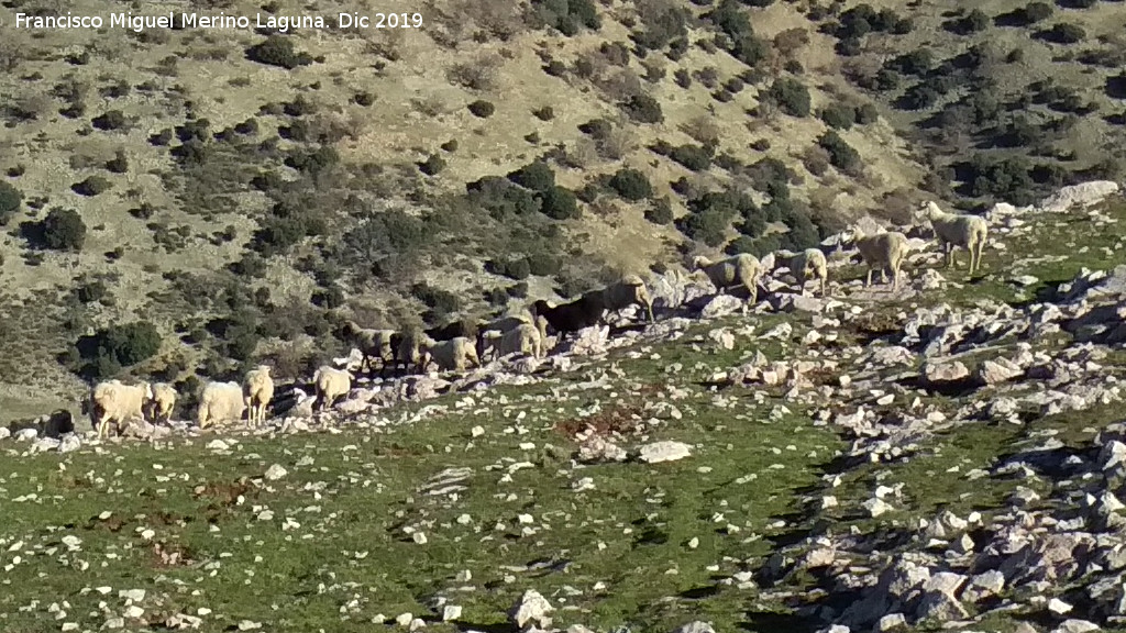 Cerro Los Morales - Cerro Los Morales. Ovejas