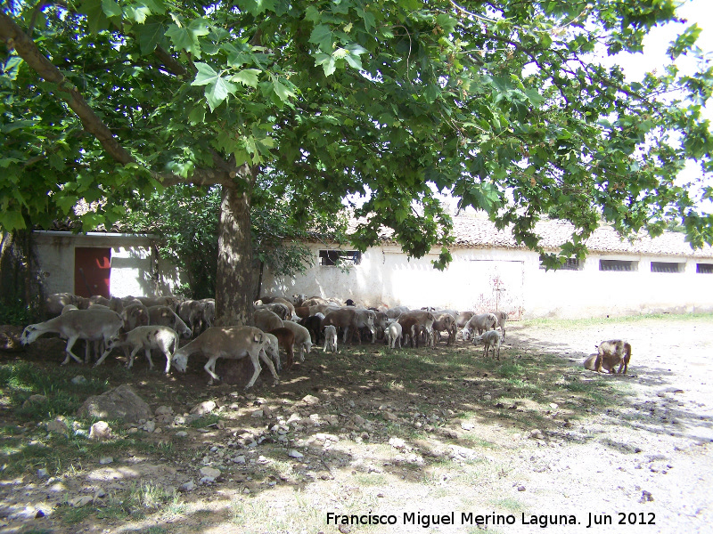 Cortijo de los Peones - Cortijo de los Peones. 