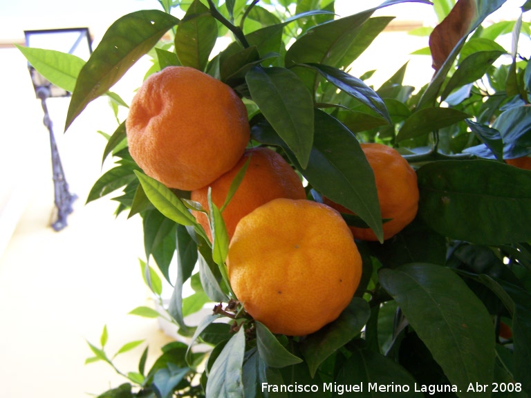 Naranjo amargo - Naranjo amargo. Los Villares