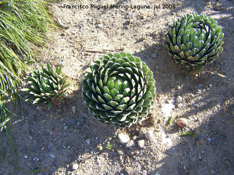 Cactus Noha - Cactus Noha. Benalmdena