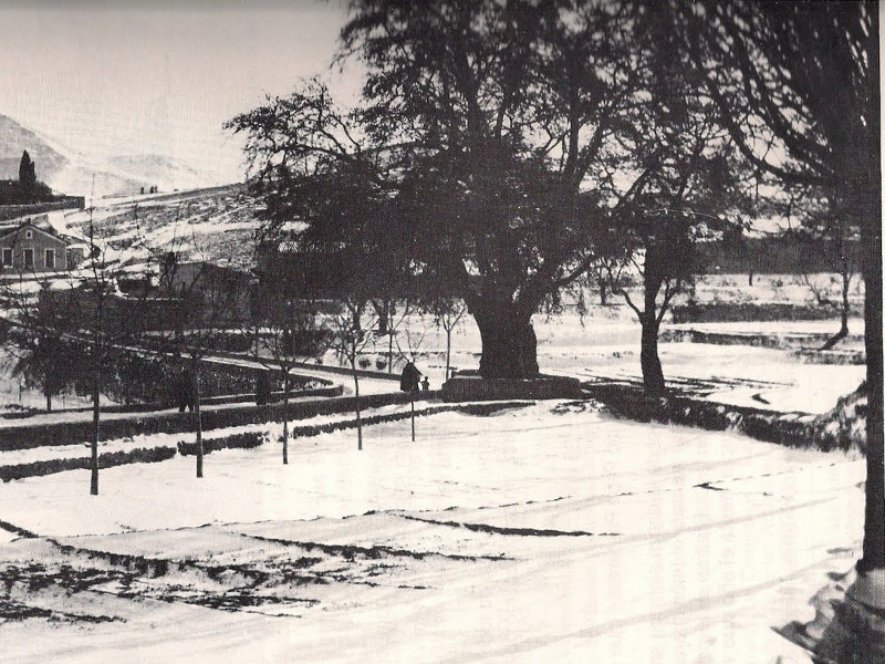 Paseo del Pltano - Paseo del Pltano. 1926