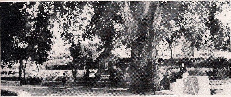 Paseo del Pltano - Paseo del Pltano. Foto antigua