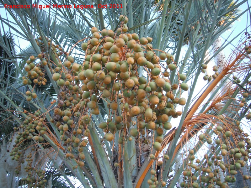 Palma de la jalea - Palma de la jalea. Frutos. Nerja