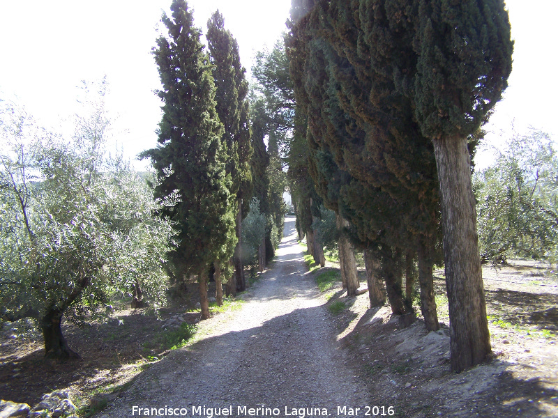Portn de los Leones - Portn de los Leones. Camino de cipreses