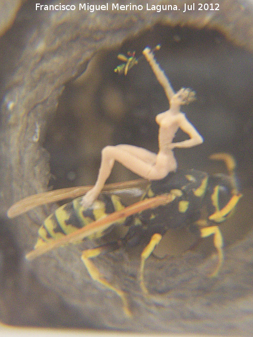 Museo Microgigante - Museo Microgigante. Desnudo sobre una avispa