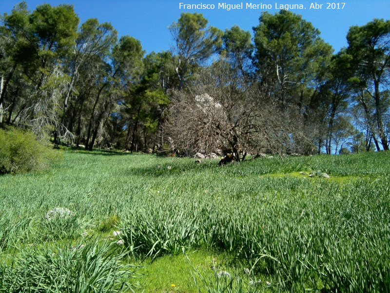 Caada de las Hazadillas - Caada de las Hazadillas. Paraje