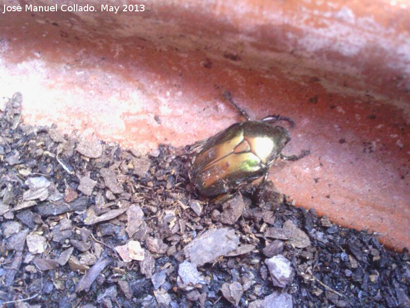 Escarabajo Cetonia dorada - Escarabajo Cetonia dorada. Navas de San Juan
