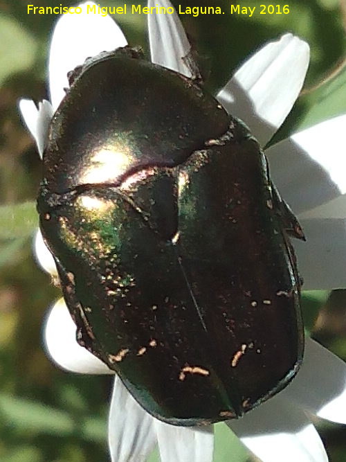 Escarabajo Cetonia dorada - Escarabajo Cetonia dorada. La Estrella - Navas de San Juan