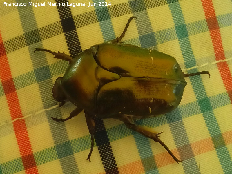 Escarabajo Cetonia dorada - Escarabajo Cetonia dorada. Navas de San Juan