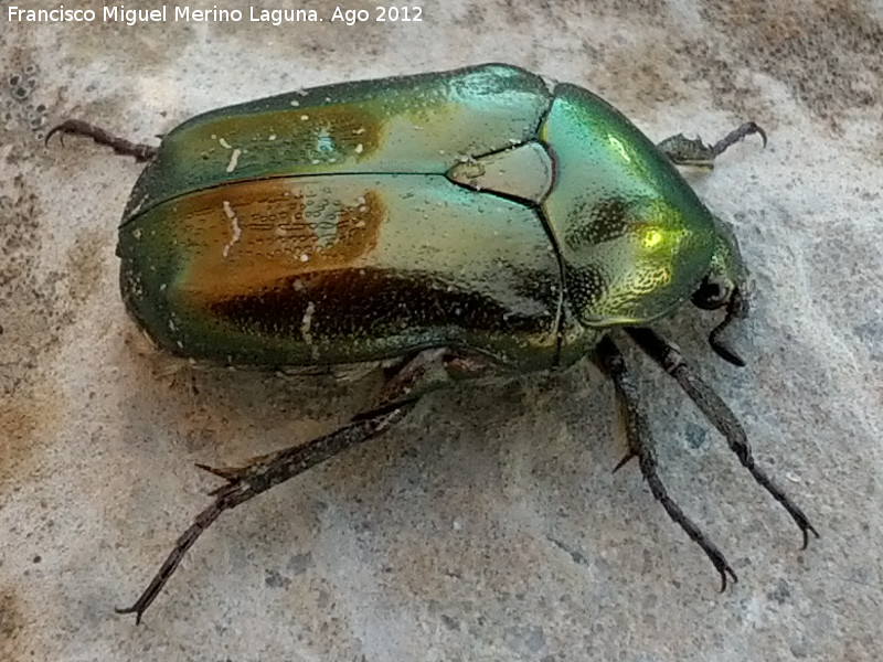 Escarabajo Cetonia dorada - Escarabajo Cetonia dorada. Martos