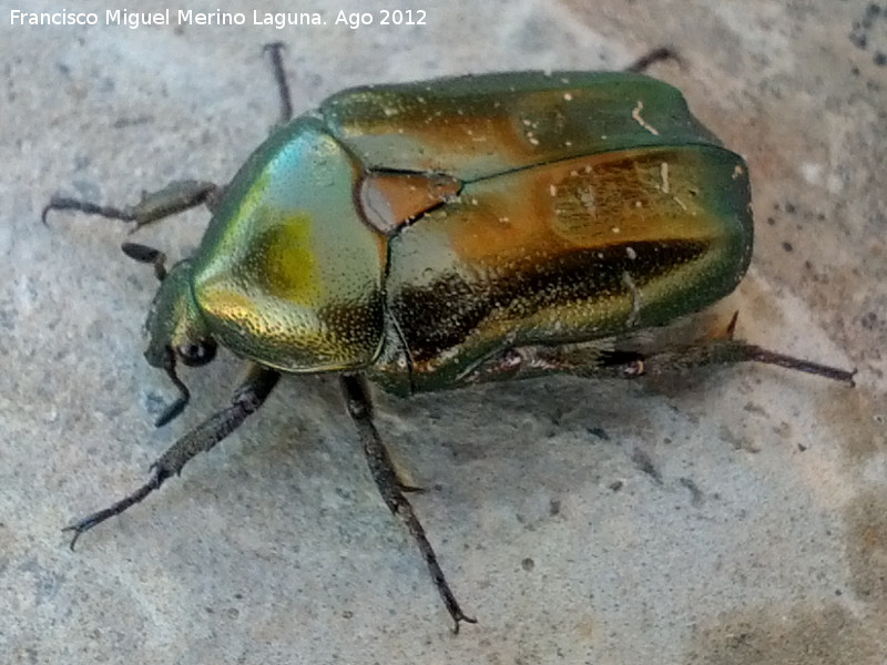 Escarabajo Cetonia dorada - Escarabajo Cetonia dorada. Martos