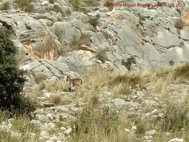 Cerro de los Morteros - Cerro de los Morteros. Cabras montesas