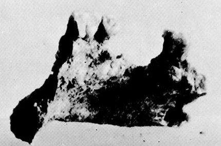 Dolmen del Collado de los Bastianes - Dolmen del Collado de los Bastianes. Mandgula con dientes y una muela, envuelta en concrecciones calcreas