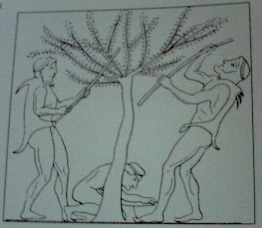 Olivo - Olivo. Dibujo de vasija griega del S. IV a.C.
