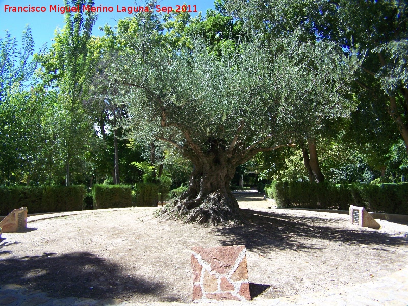 Olivo - Olivo. Parque de la Fuensanta - Alcaudete