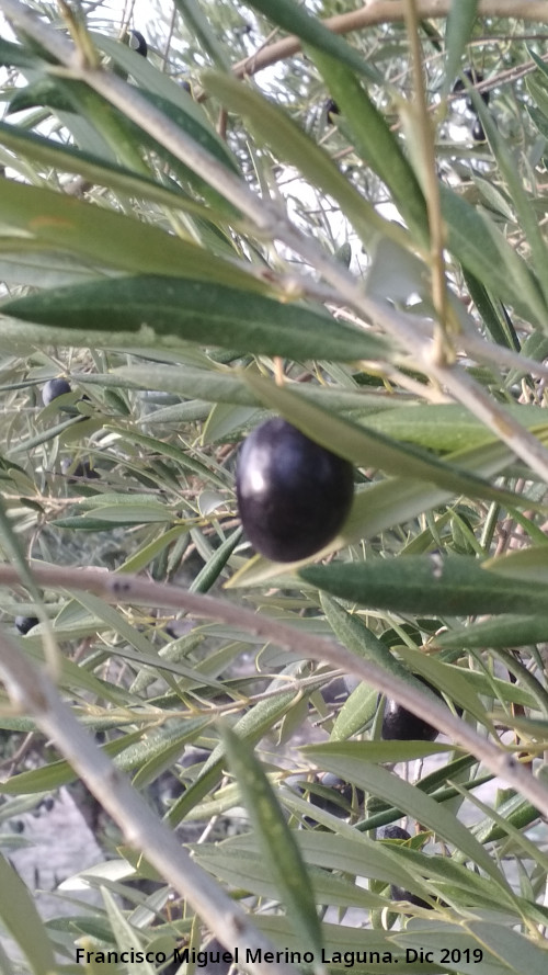 Olivo - Olivo. Aceituna. Baeza