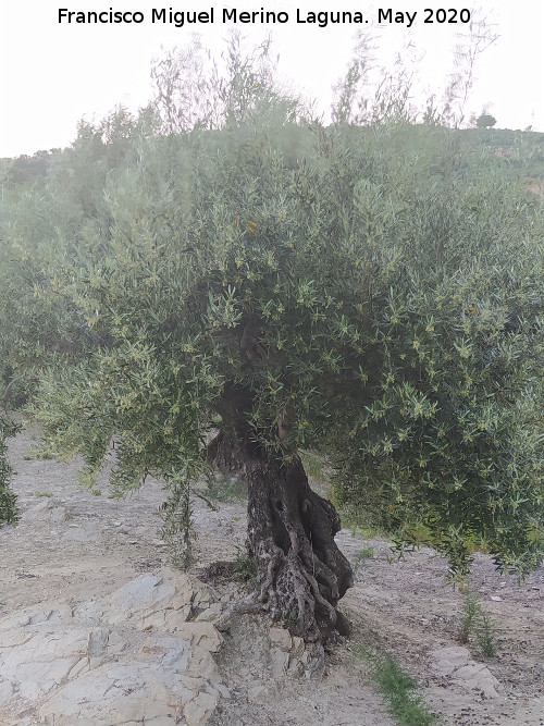 Olivo - Olivo. Cerro Toledo - Los Villares