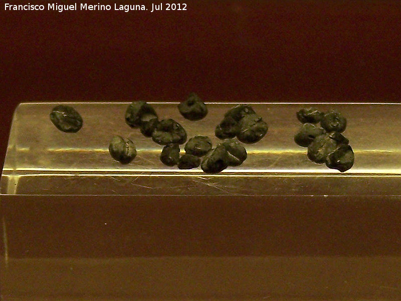 Eras del Alczar - Eras del Alczar. Semillas de cereal. Museo Arqueolgico de beda