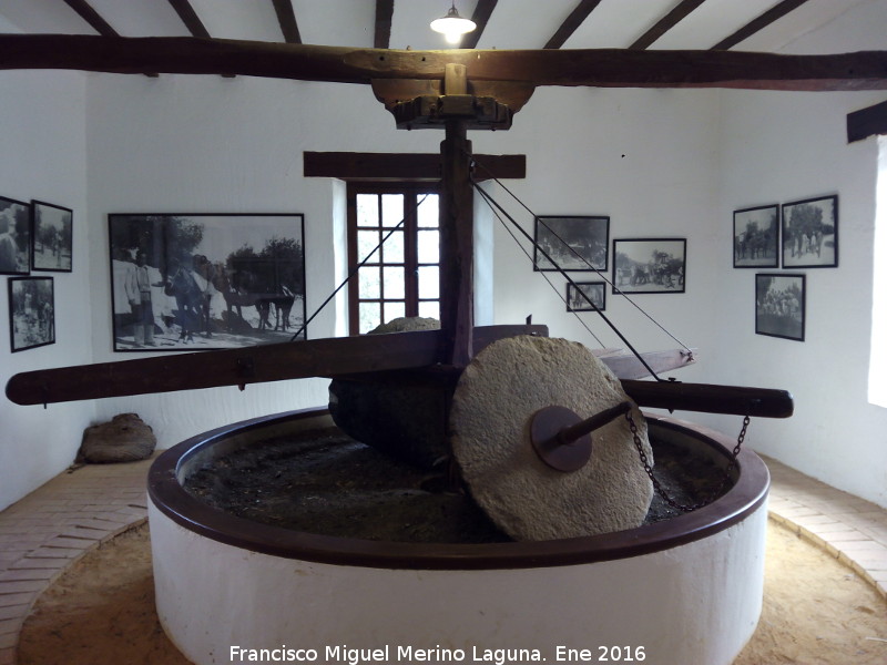 Museo de la Cultura del Olivo - Museo de la Cultura del Olivo. Molino de aceite