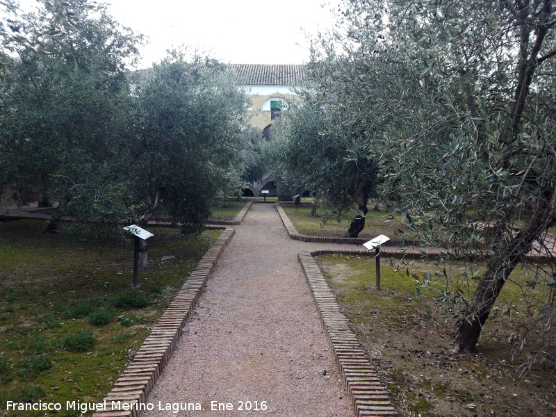 Museo de la Cultura del Olivo - Museo de la Cultura del Olivo. Jardn botnico de olivos