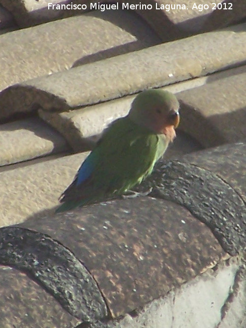 Pjaro Agapornis de Namibia - Pjaro Agapornis de Namibia. Los Villares