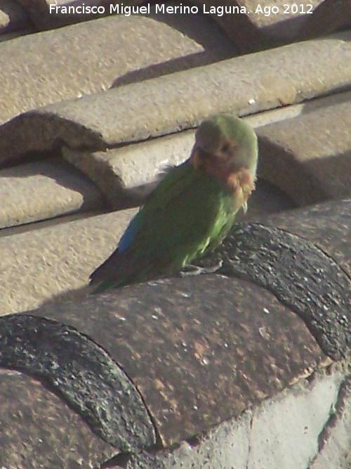 Pjaro Agapornis de Namibia - Pjaro Agapornis de Namibia. Los Villares