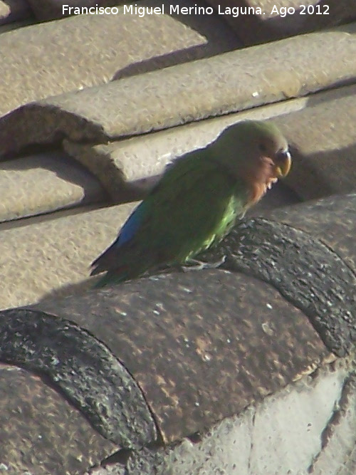 Pjaro Agapornis de Namibia - Pjaro Agapornis de Namibia. Los Villares