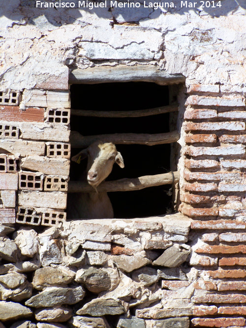 Cabra domstica - Cabra domstica. Casera de Don Bernardo - Navas de San Juan