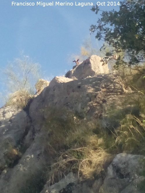 Cabra domstica - Cabra domstica. Pea de Martos - Martos