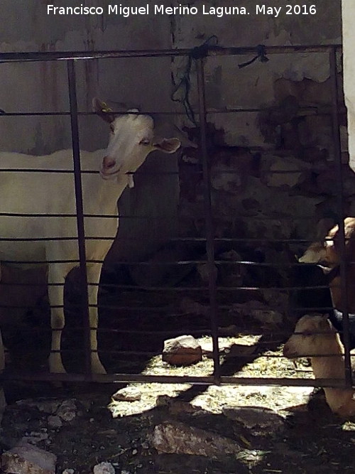 Cabra doméstica - Cabra doméstica. Molino de Montefuerte - Rus
