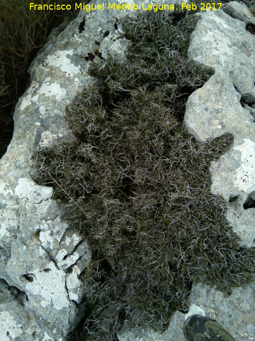 Cerrillo Tesoro - Cerrillo Tesoro. Planta en una grieta de una piedra caliza