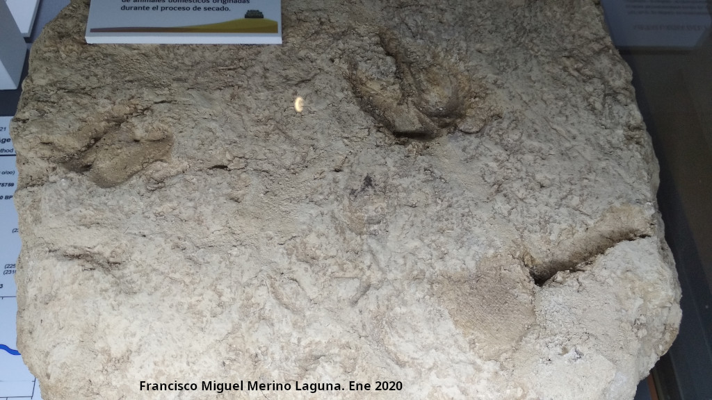 Palacio ibero del Cerro de la Merced - Palacio ibero del Cerro de la Merced. Adobe con huellas de animales. Exposici�n en el Museo Ibero de Ja�n