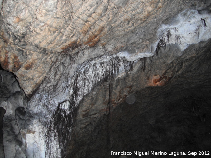 Cueva del Morrn - Cueva del Morrn. Raices