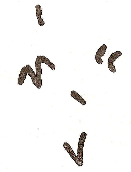 Pinturas rupestres del Cimbarrillo de Mara Antonia II - Pinturas rupestres del Cimbarrillo de Mara Antonia II. Calco de Cabr