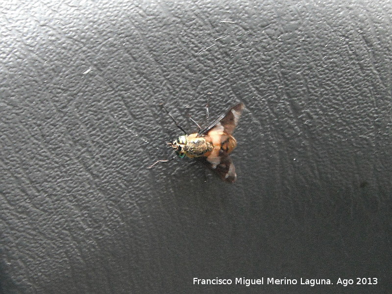 Mosca Tbano de los ojos dorados - Mosca Tbano de los ojos dorados. Los Estrechos - Orcera