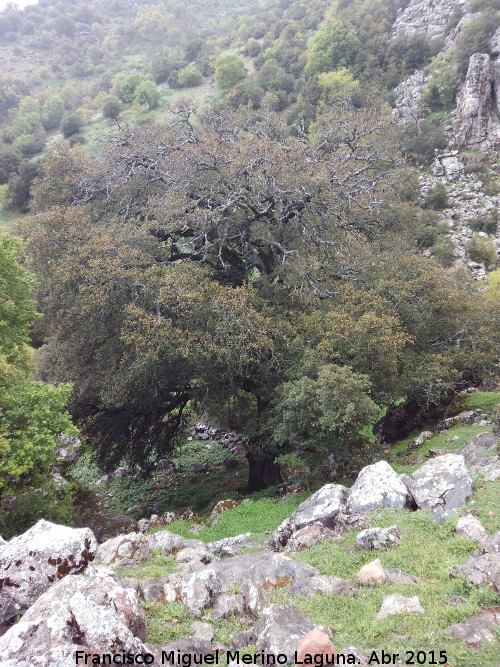 Encina de Navalayegua - Encina de Navalayegua. 