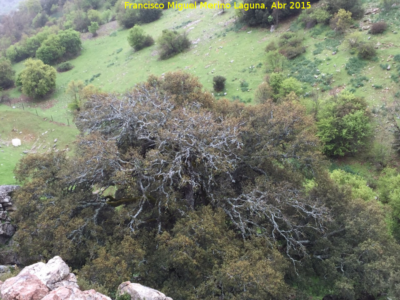 Encina de Navalayegua - Encina de Navalayegua. Copa