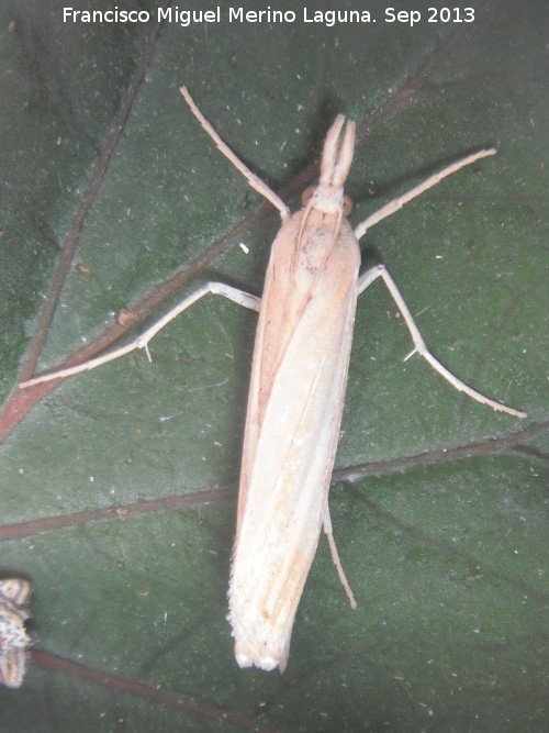 Polilla Chilo - Polilla Chilo. Navas de San Juan