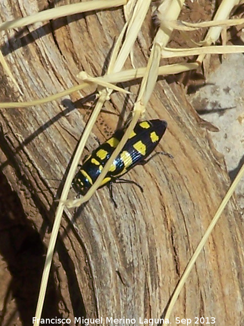 Escarabajo buprstido abeja - Escarabajo buprstido abeja. El Chorro - Quesada