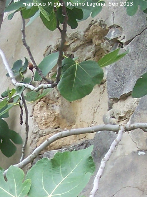 Casa de La Trinidad - Casa de La Trinidad. Hueco del escudo